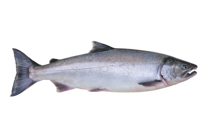 Coho Identification - Edmonds Coho Derby